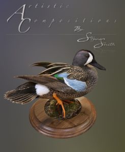 bluewinged teal