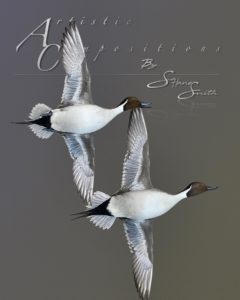 fly pintail pair 1