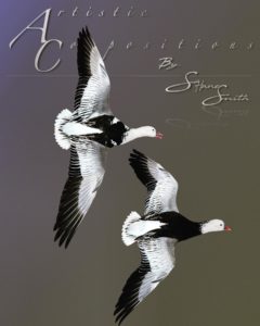 flying snow geese 1
