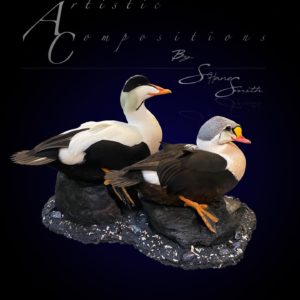 king and pacific eiders 1