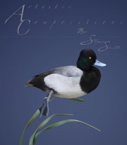 scaup swimming reeds