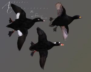 scoters flying