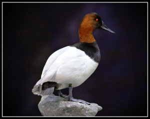 stand Canvasback lg