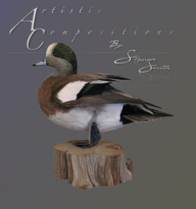 American Wigeon standing on wood with wing out on 1 foot