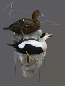 Atlantic Eiders sitting on double ledge with snow and Ice