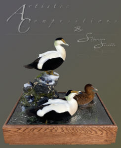 Atlantic eiders in a 3 tier shallow water scene scaled