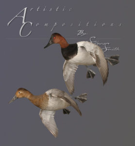 Canvasback Pair Cupped to left on Ghost hangers