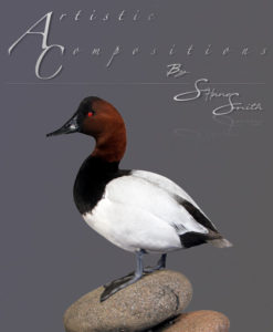 Canvasback Standing on Rock left
