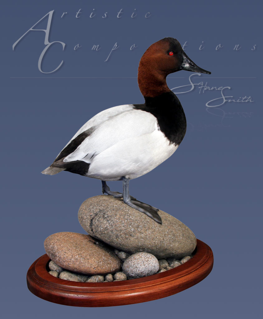 Canvasback Standing on river rocks with base
