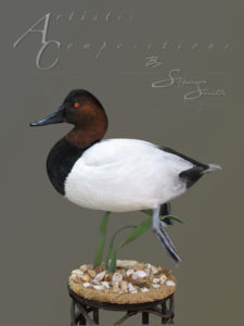 Canvasback Swimming on Metal Reeds