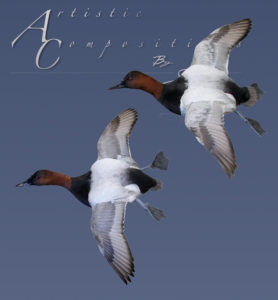 Canvasbacks Flying to Left on Ghost Hangers
