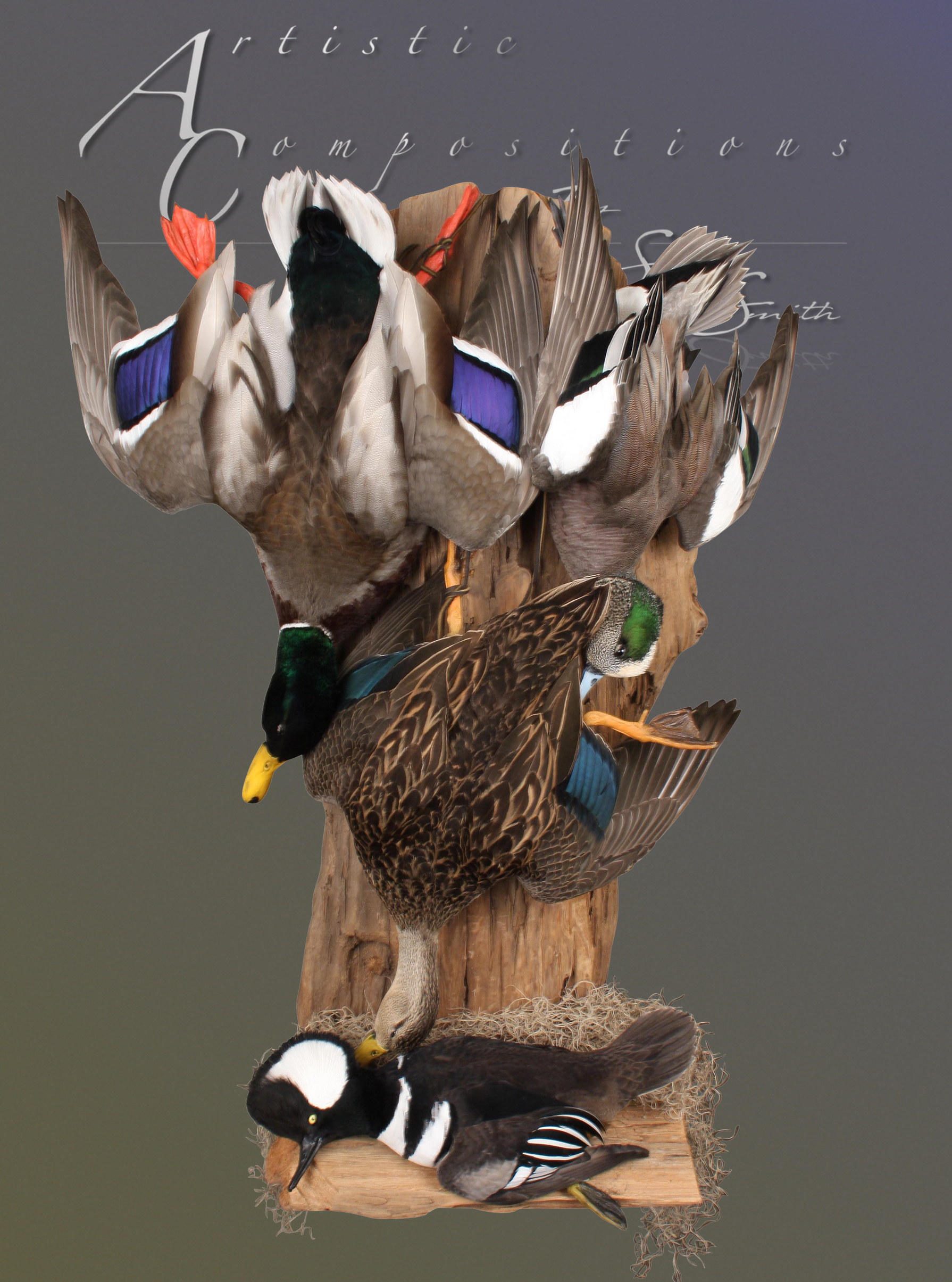 taxidermy duck mounts