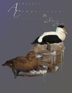 Eiders on rock ledge with icicles and snow 1