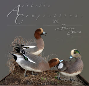 European and American wigeons fussing