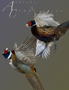 Fighting Pheasants close scaled