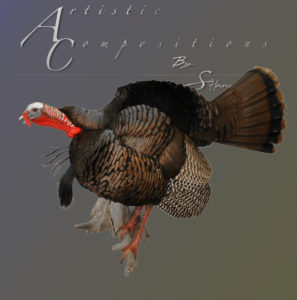 Gobble out of 3 4 strut on limb