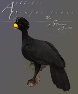 Great Currasow perched on limb