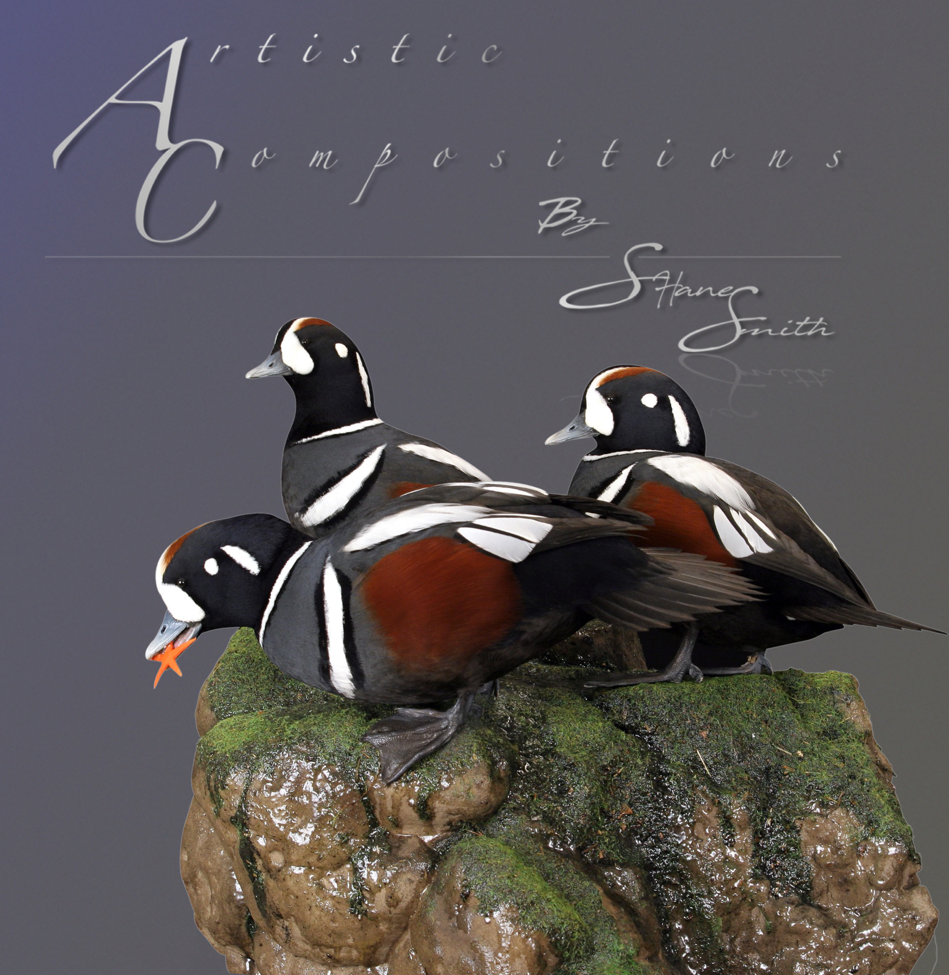 Harlequin Trio on Rocks with Algae