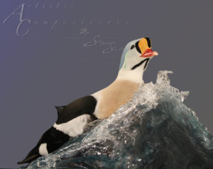 King Eider riding a wave 1 scaled
