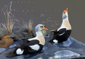 King Eiders In a rolling wave scene scaled