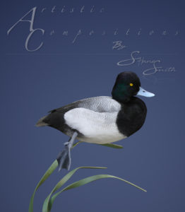 Lesser scaup Swimmimng on metal reeds