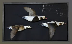 Oldsquaws flying in a Wall Hanging Case with a Fabric Background