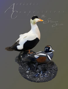Pacific Eider and Harlequin on a shoreline habitat scaled