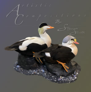 Pacific and King Eider on rocky shoreline