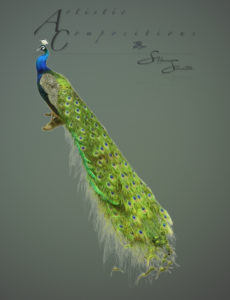 Peacock perched on limb
