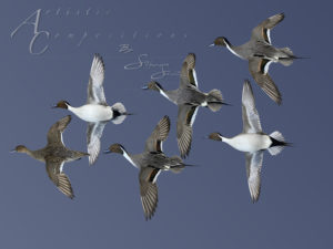Pintail Courtship flight on Ghost Hangers scaled