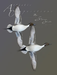 Pintail Double Right Turn on Ghost hangers  scaled