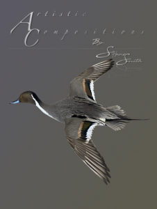 Pintail Fly to Left Banking scaled