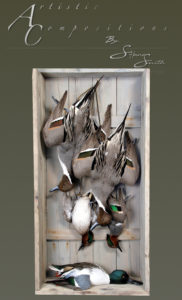 Pintail Greenwing Teal and Shoveler dead mount no glass 1 scaled