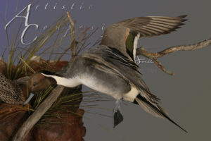 Pintail Special pose on habitat scaled