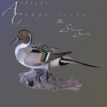 Pintail Standing on 1 foot showing wing