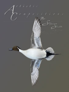 Pintail to left open mouth showing belly scaled