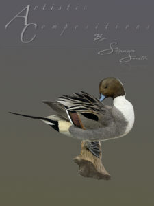 Preening pintail on driftwood scaled