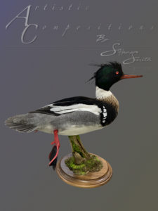 Red Breasted Merganser swimming on base scaled