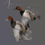 Redhead Canvasback Double on rock 1 1