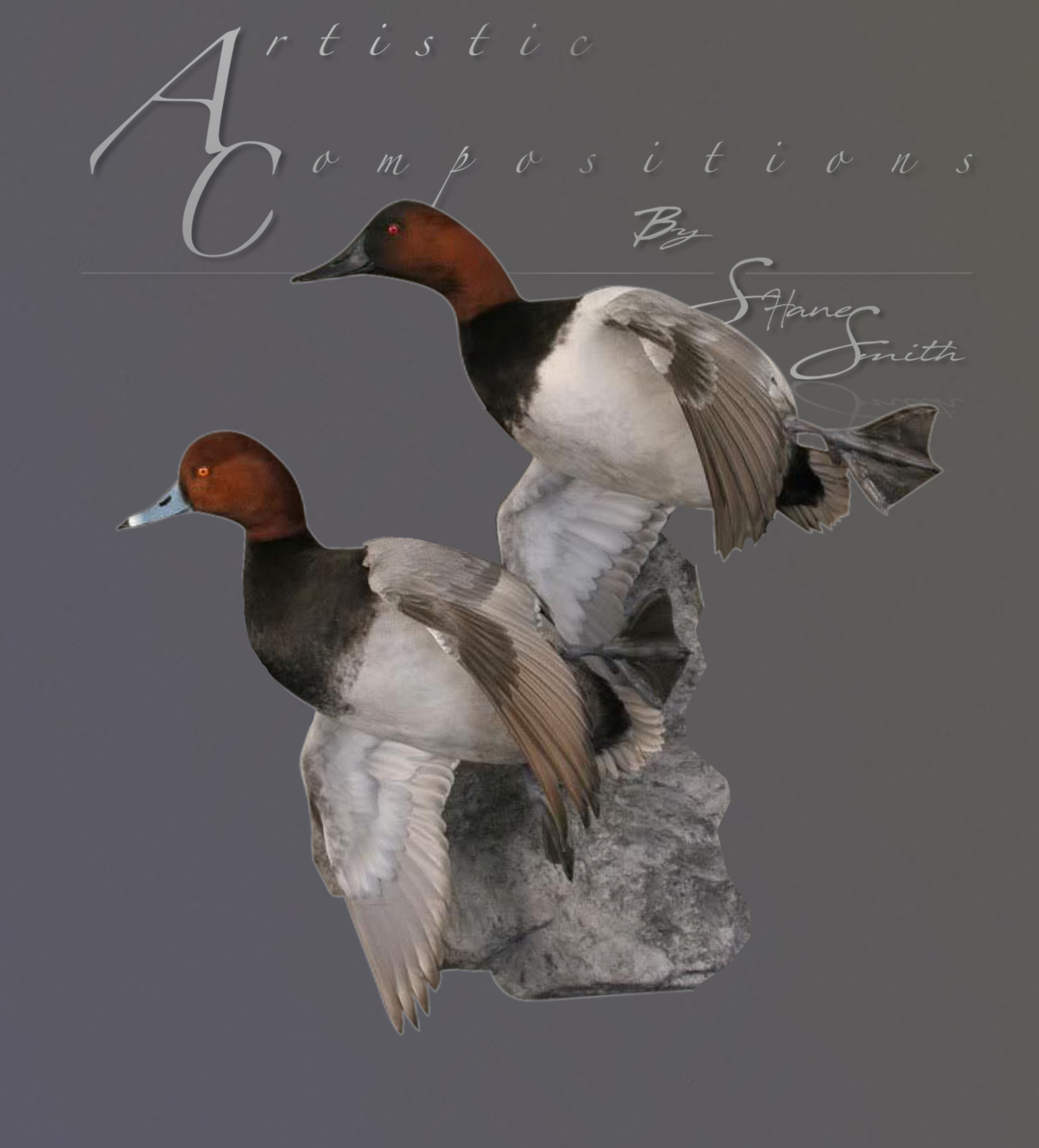 Redhead Canvasback Double on rock