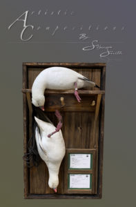 Ross Goose Pair Dead mount with Mushroom wood shadow box and glass scaled
