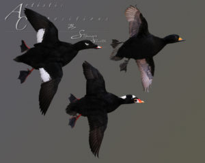 Scoter Trio flying to right on ghost hangers scaled