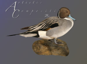 Standing pintail on a rock