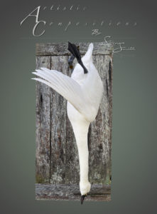 Swan hanging on barnwood 2 scaled