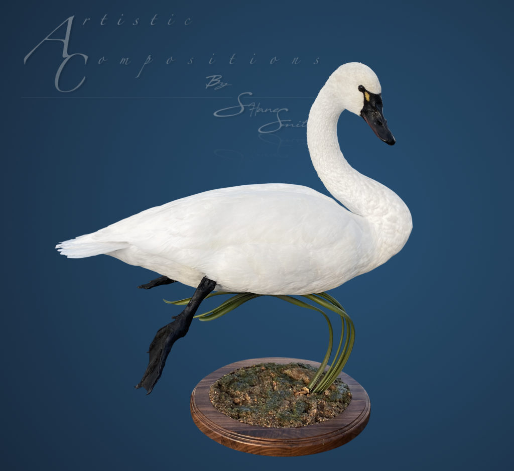 Swimming Tundra Swan on Reeds scaled