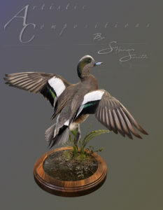 Wigeon Jumping on reed base scaled