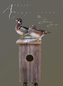 Wood Ducks paired on nest box