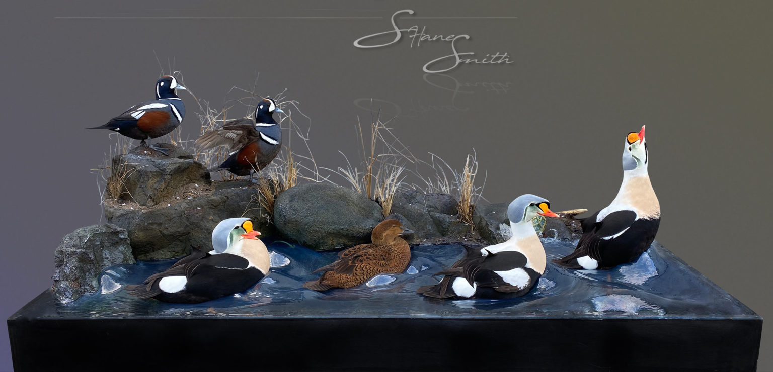 home-slider-sea-ducks