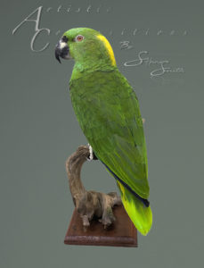 Yellow Naped Green Parrot